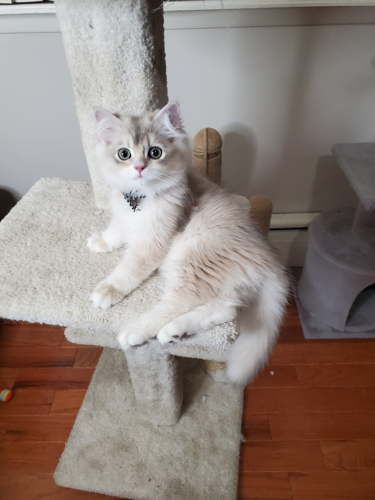 British Chinchilla Kitten (Pair)